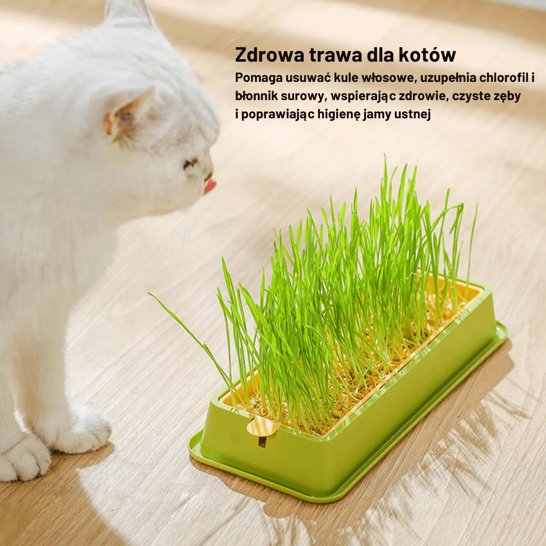 Miska Dla Kota Z Kocią Trawą | Akcesoria Kota